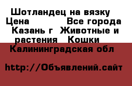 Шотландец на вязку › Цена ­ 1 000 - Все города, Казань г. Животные и растения » Кошки   . Калининградская обл.